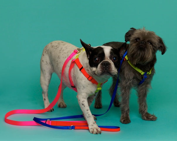 Nylon Colorblock Dog Harness in Neon Pink/Orange/Yellow (Made in the USA) WALK WARE OF THE DOG   