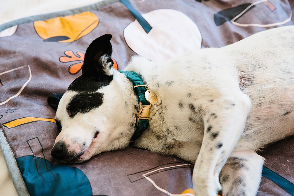 NICE DIGS | Velvet Dog Collar in Jade Collar NICE DIGS   