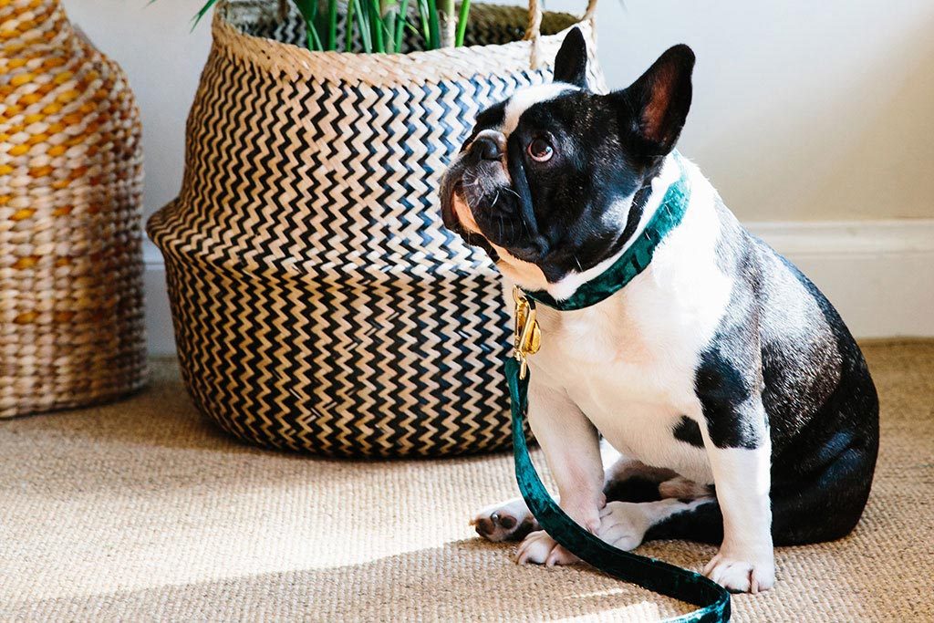 NICE DIGS | Velvet Dog Collar in Jade Collar NICE DIGS   