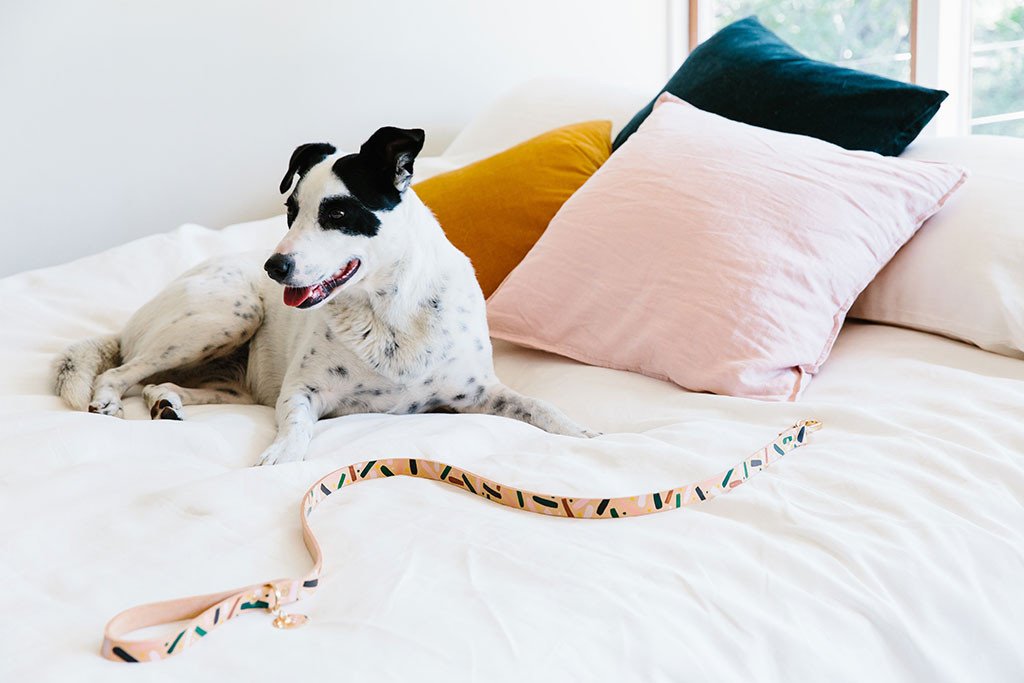 NICE DIGS | Master Confetti Leather Dog Leash Leash NICE DIGS   