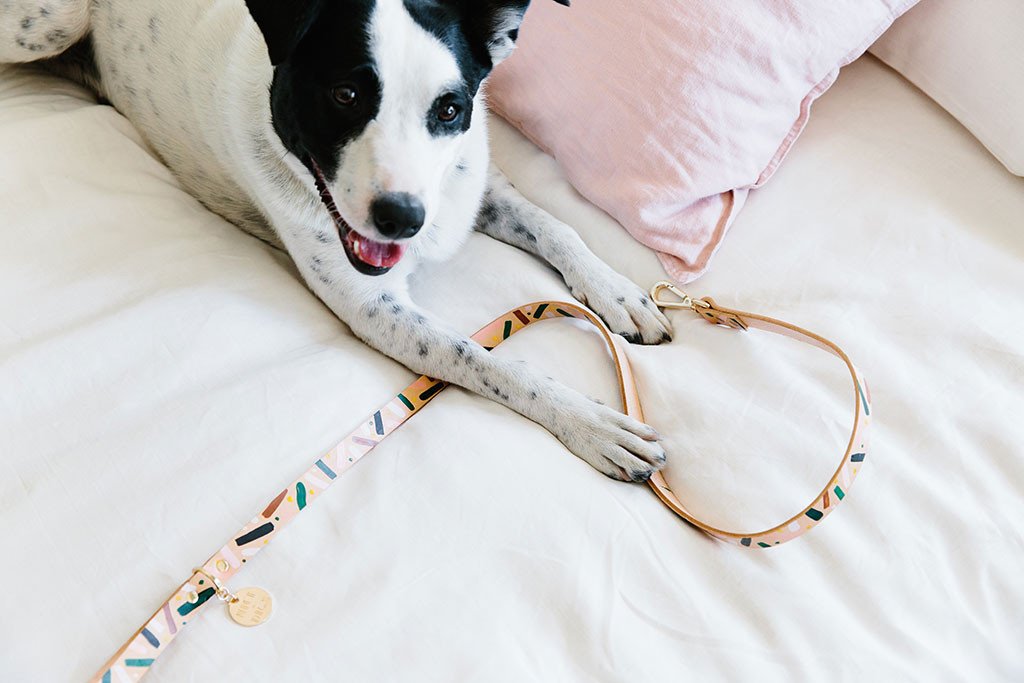 NICE DIGS | Master Confetti Leather Dog Leash Leash NICE DIGS   