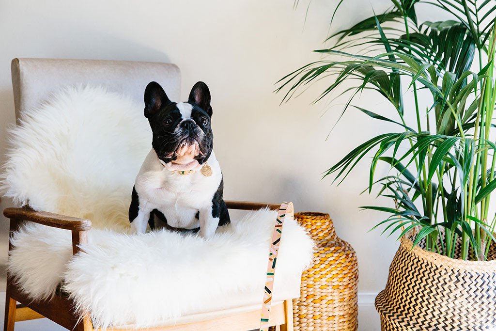 NICE DIGS | Master Confetti Leather Dog Leash Leash NICE DIGS   