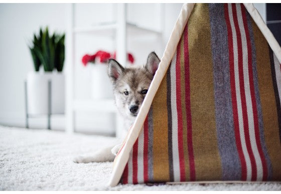 Striped Pet Teepee in Seacoast (Drop-Ship) HOME P.L.A.Y.   