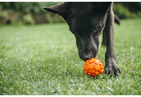 P.L.A.Y. | Nova Flex Ball Toys P.L.A.Y.   