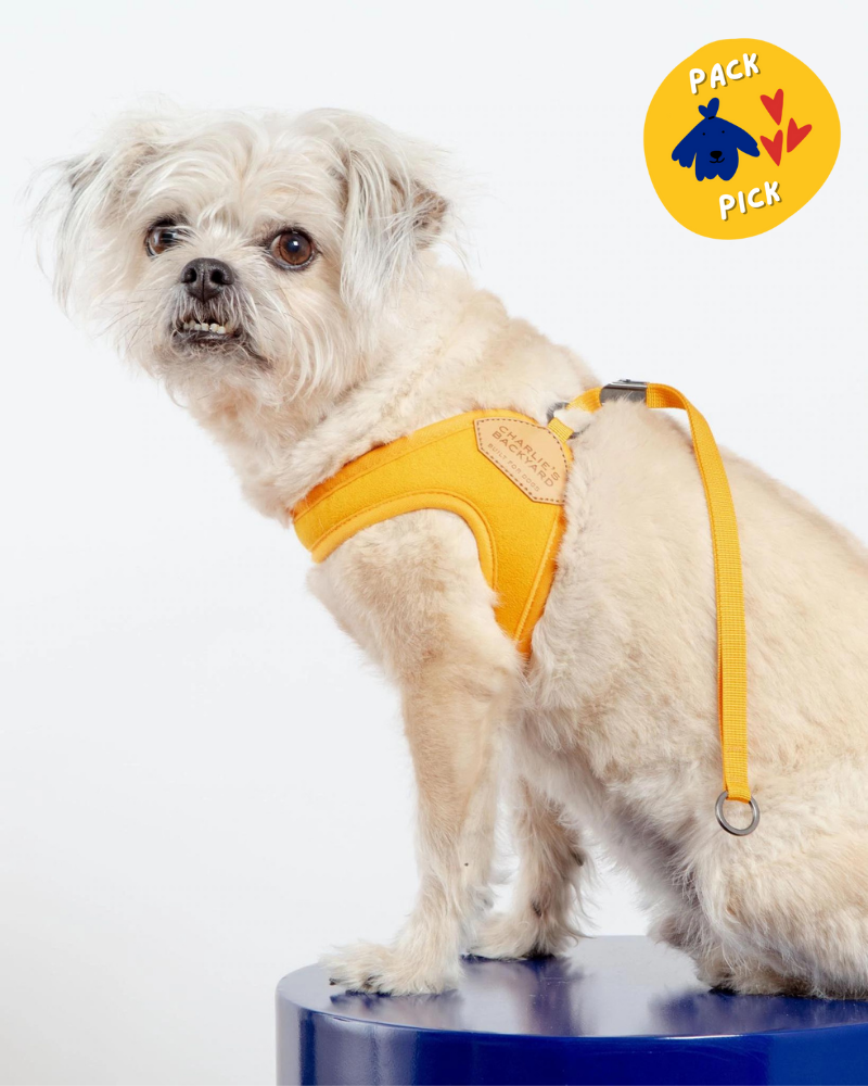 Adjustable Easy Dog Harness in Yellow (Dog & Co. X Charlie's Backyard Exclusive) WALK CHARLIE'S BACKYARD   