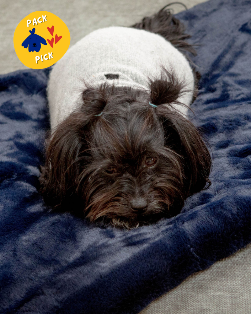 Mini Faux Fur Brady Dog Blanket in Navy HOME APPARIS   