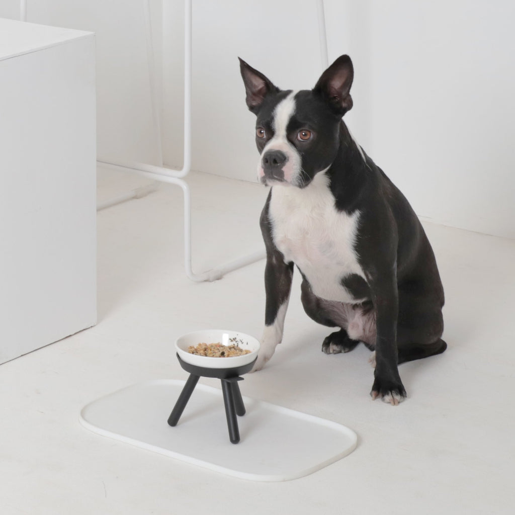 https://www.shopdogandco.com/cdn/shop/products/PETSOGOODOREOTABLEDOGBOWL4_1024x1024.jpg?v=1605590386