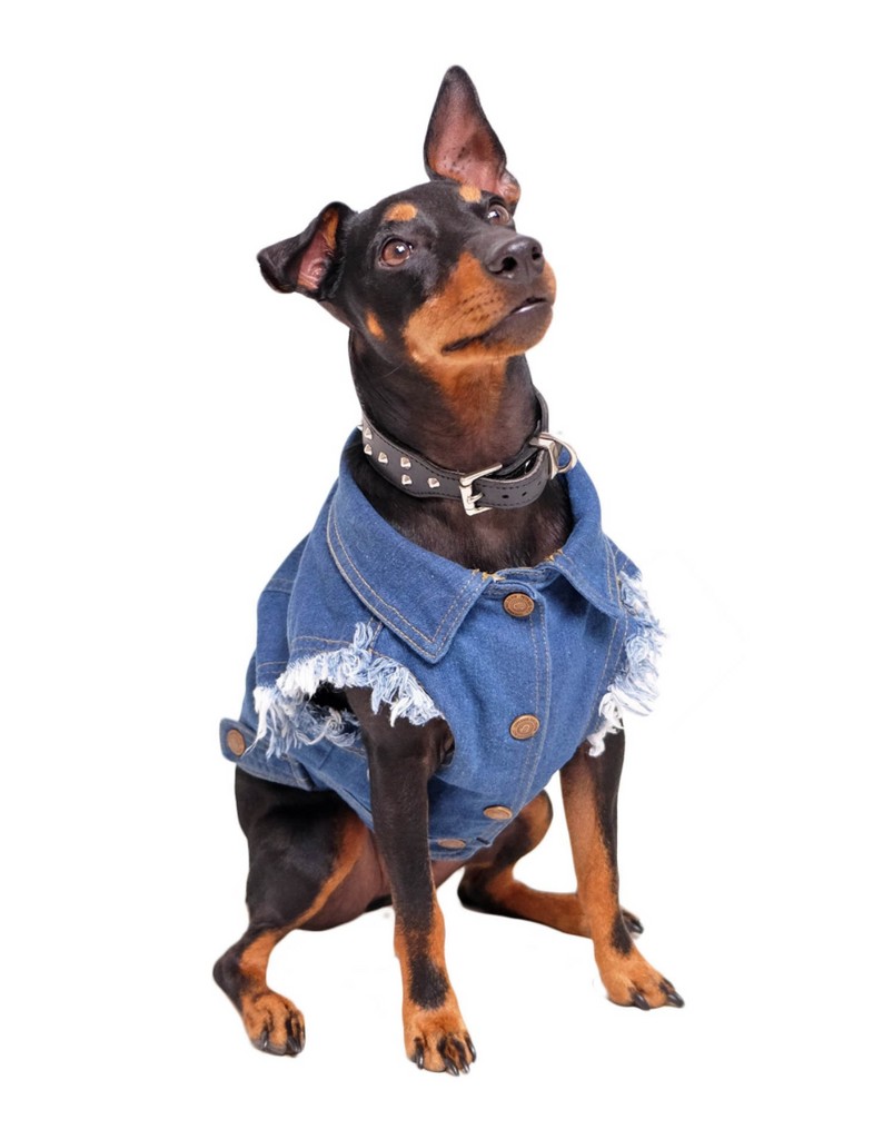 Raw Blue Denim Dog Jacket with Patches << CLEARANCE >> Wear PETHAUS   