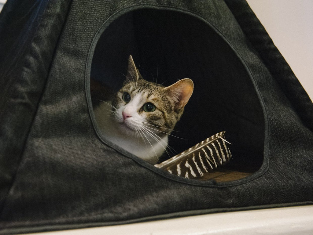 Striped Pet Teepee in Seacoast (Drop-Ship) HOME P.L.A.Y.   