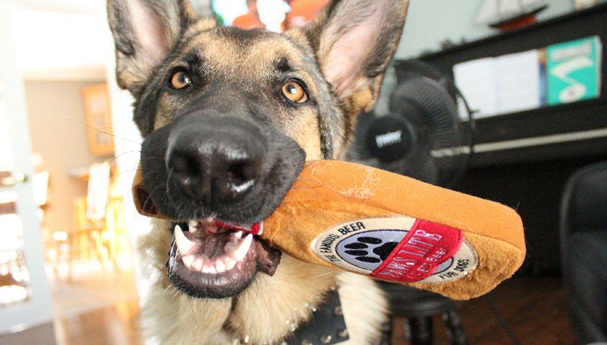 PRIDEBITES | Paws Lite Beer Dog Toy Toys PRIDEBITES   