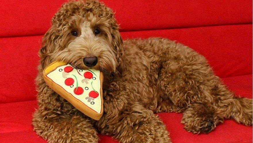 PRIDEBITES | Pizza Slice Dog Toy Toys PRIDEBITES   