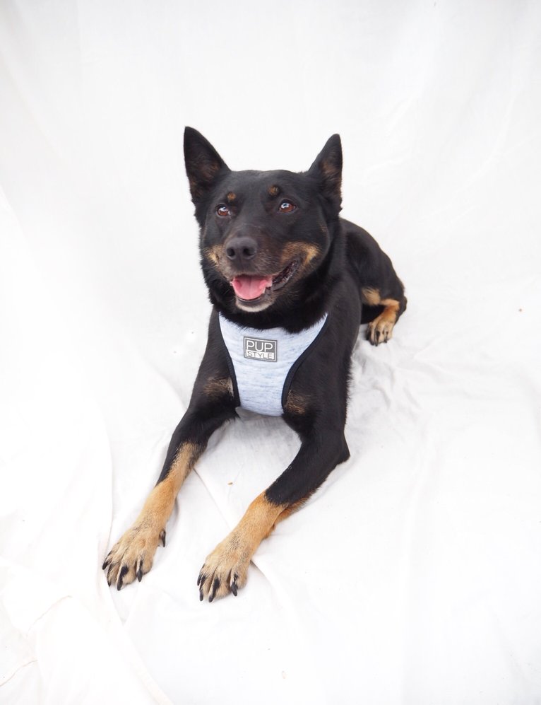 PUPSTYLE | Greys for Days Harness Harness PUPSTYLE   