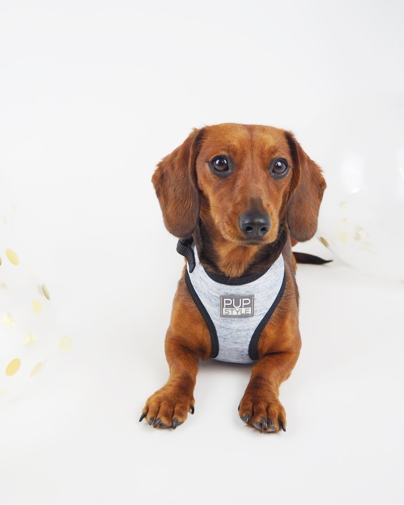 PUPSTYLE | Greys for Days Harness Harness PUPSTYLE   