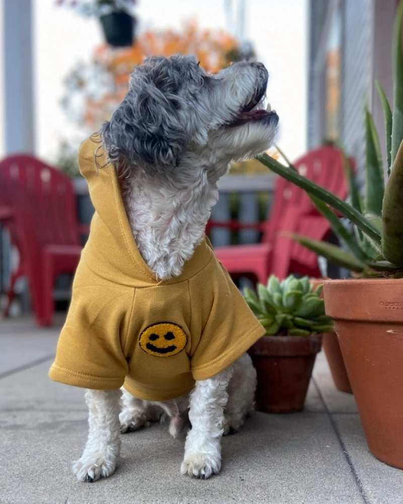 Have A Nice Day Dog Hoodie in Yellow (Made in the USA)<br>(FINAL SALE) Wear WAG CITY   