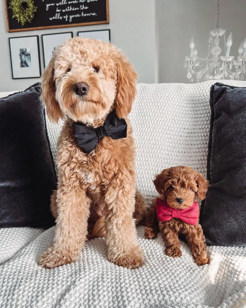 Black Velvet Dog Bow Tie (Made in the USA) Accessories THE FOGGY DOG   