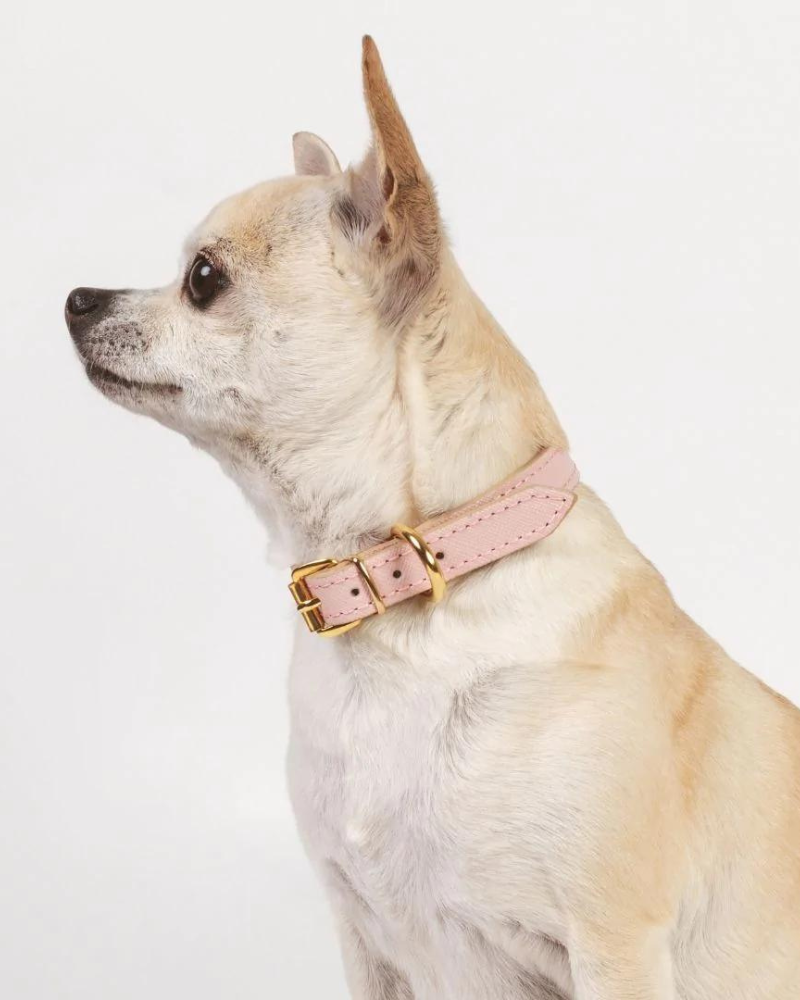 Small Dog Collar in Blush Pink Leather (Made in Italy) (FINAL SALE) Dog Collars BRANNI   