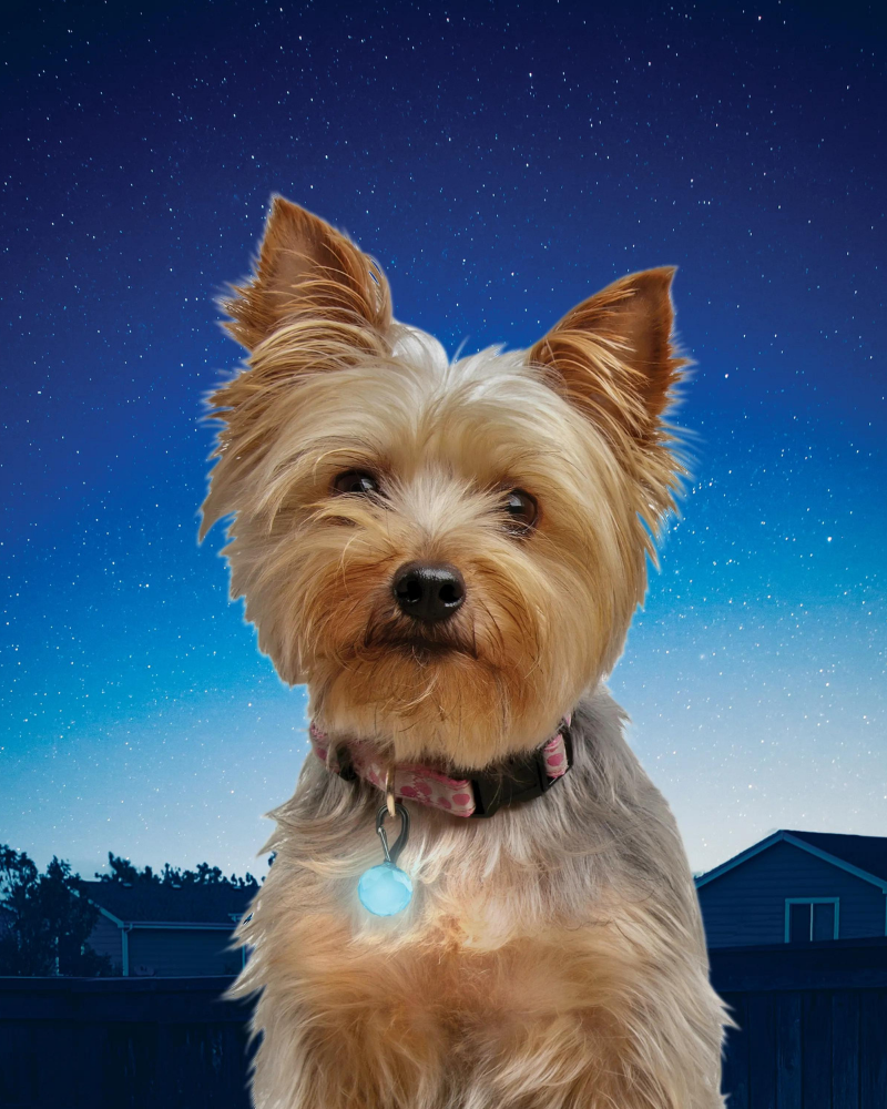 PetLit LED Dog Collar Mini Light WALK NITE IZE   