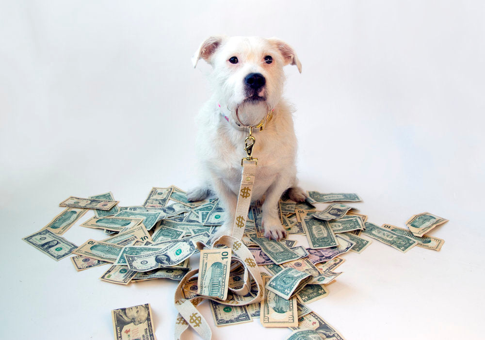 SHED | $$$ Leash Leash SHED   