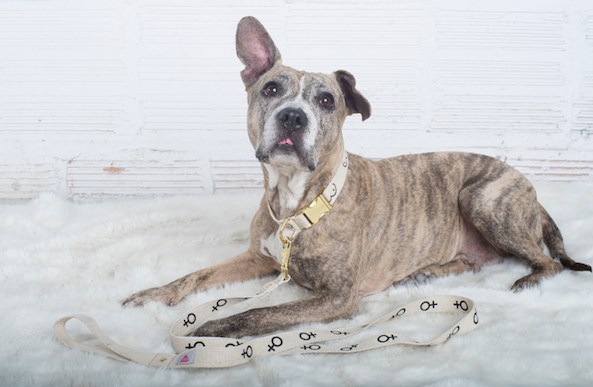 SHED | Grrl Power Leash Leash SHED   