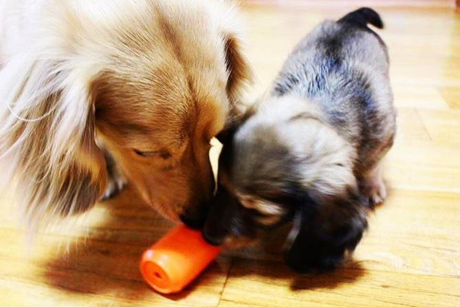 Durable Can Toy in Orange (Small) << FINAL SALE >> Play SODA PUP   