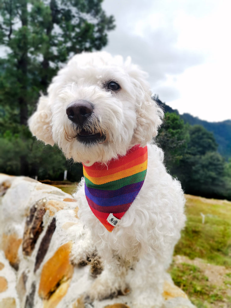 A Case Of Stripes Dog Bandana in Rainbow (FINAL SALE) Accessories SAM & NALA   