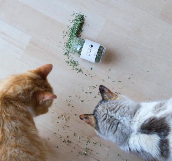 TABBY JAMES | Catnip Regular Cut CAT tabby james   