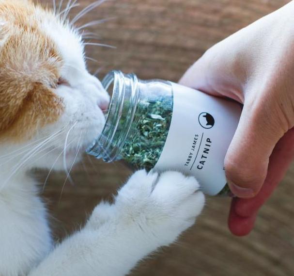 TABBY JAMES | Catnip Regular Cut CAT tabby james   