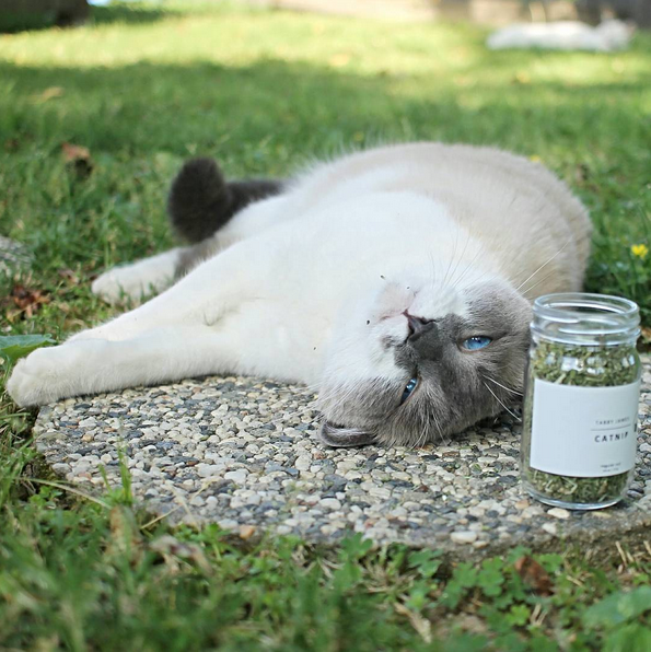 TABBY JAMES | Catnip Regular Cut CAT tabby james   