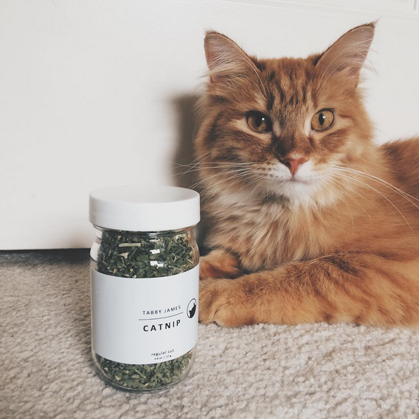 TABBY JAMES | Catnip Regular Cut CAT tabby james   