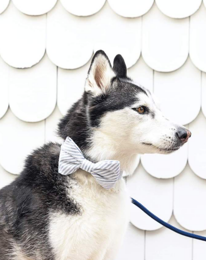 Dusty Blue Stripe Dog Bow Tie (Made in the USA) Wear THE FOGGY DOG   