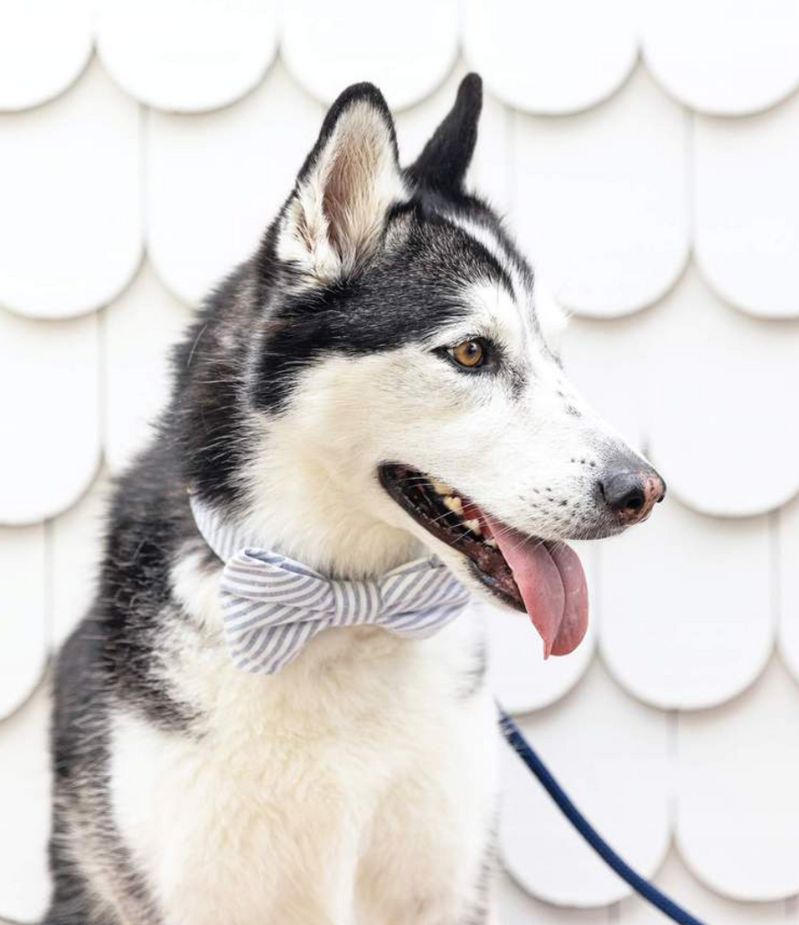 Dusty Blue Stripe Dog Bow Tie (Made in the USA) Wear THE FOGGY DOG   