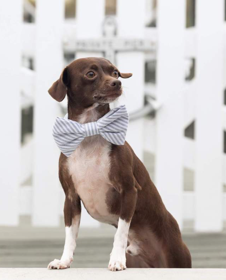 Dusty Blue Stripe Dog Bow Tie (Made in the USA) Wear THE FOGGY DOG   