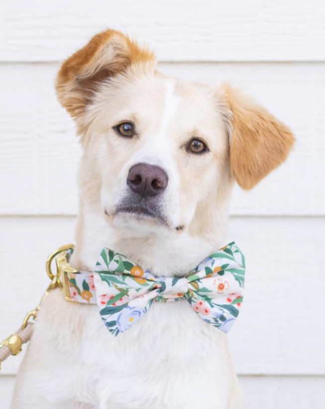 Gathered Floral Print Dog Bow Tie (Made in the USA) << CLEARANCE >> Wear THE FOGGY DOG   