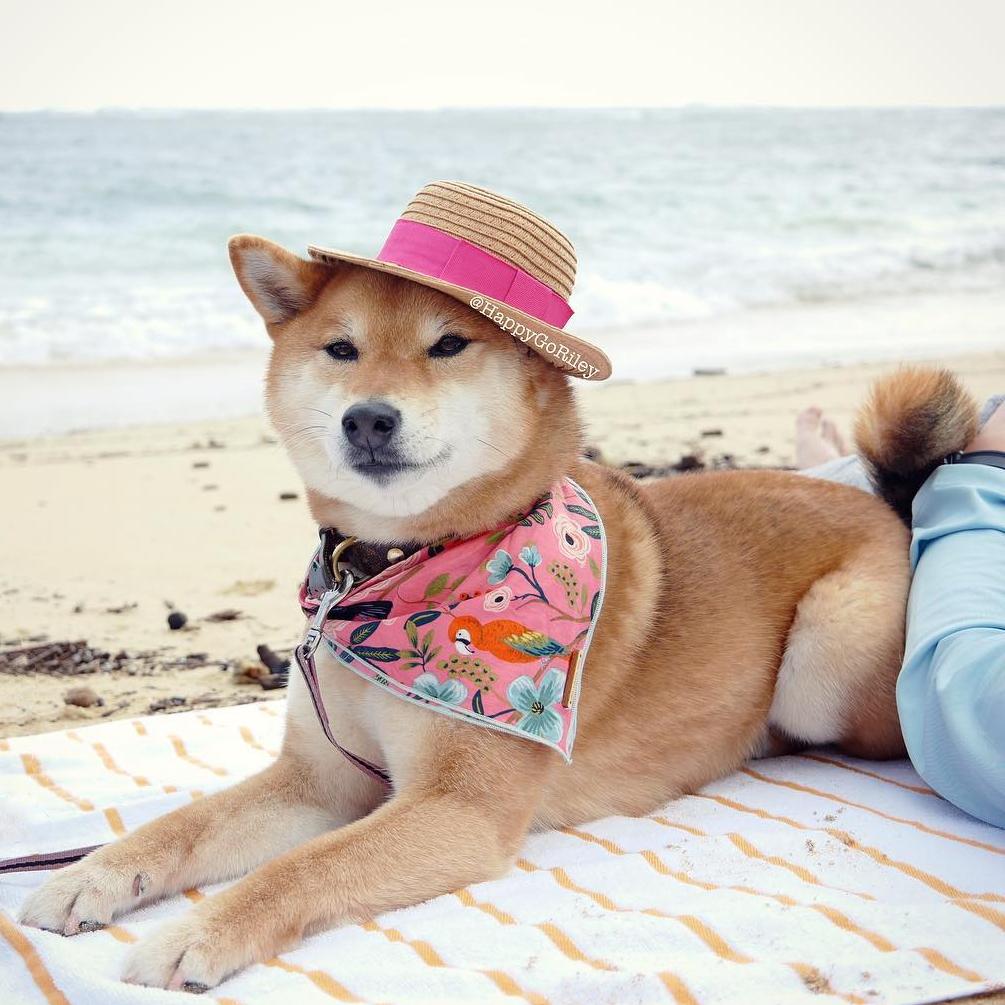THE FOGGY DOG | Aloha Bandana Accessories THE FOGGY DOG   