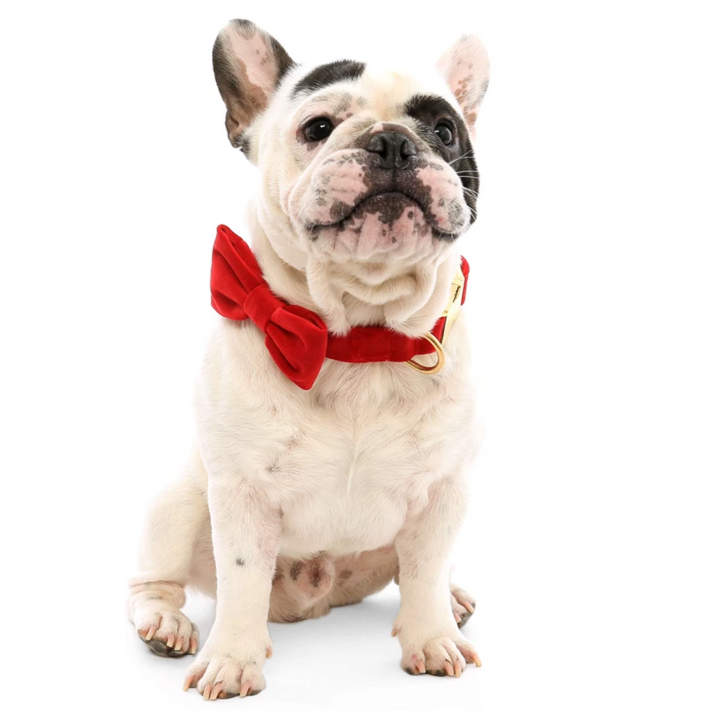 Cranberry Velvet Dog Bow Tie (Made in the USA) Wear THE FOGGY DOG   