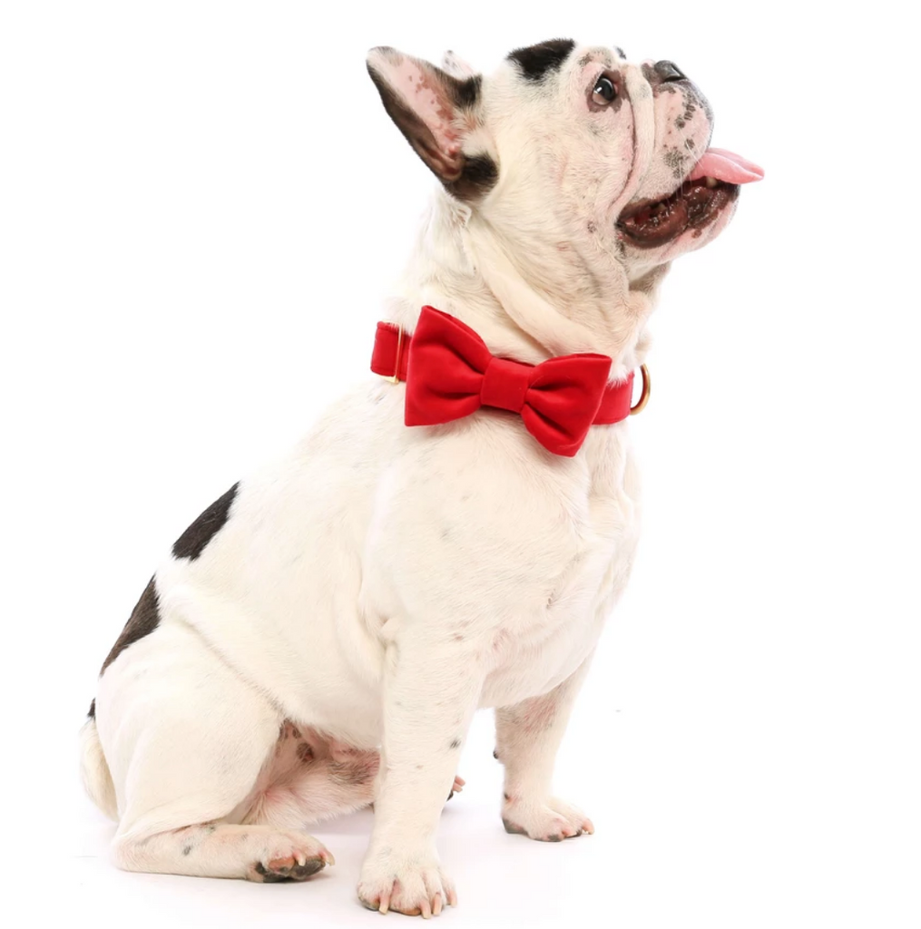 Cranberry Velvet Dog Bow Tie (Made in the USA) Wear THE FOGGY DOG   