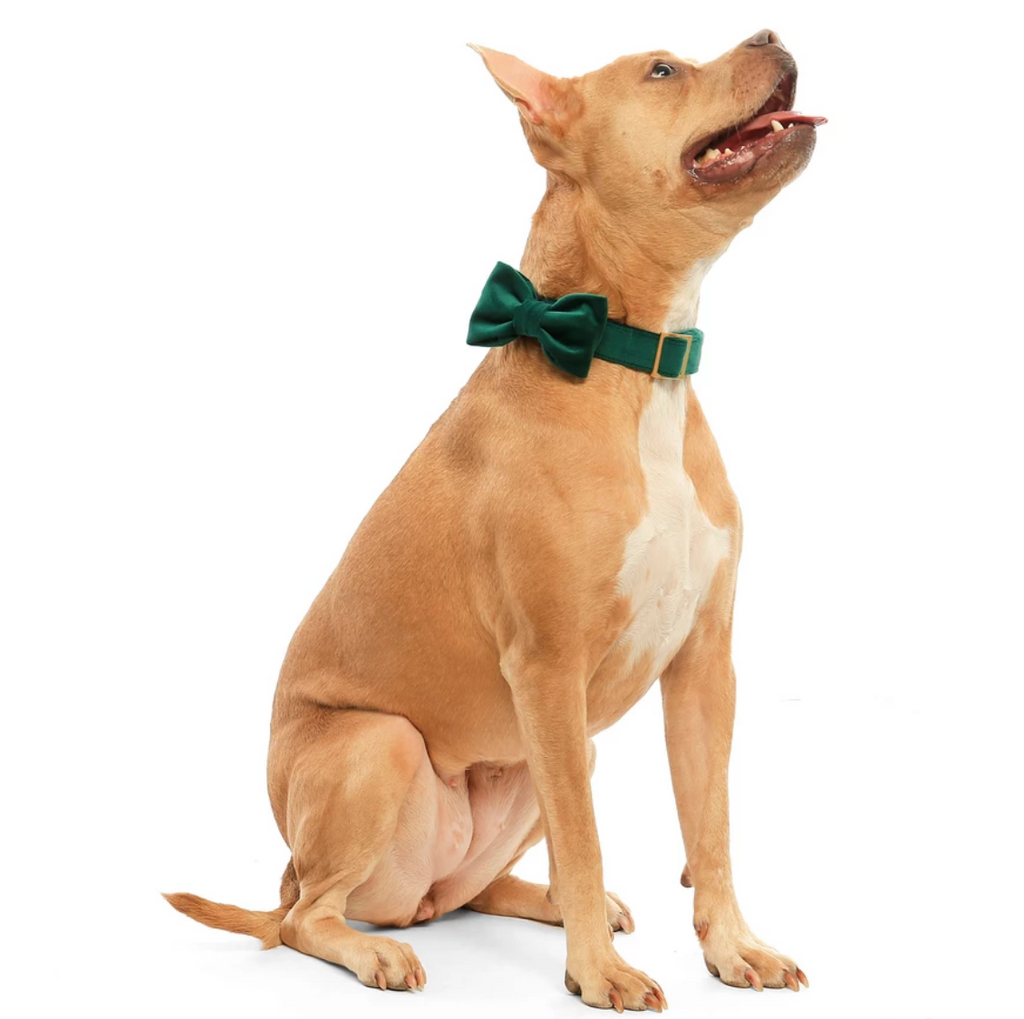 Forest Green Velvet Dog Bow Tie Wear THE FOGGY DOG   