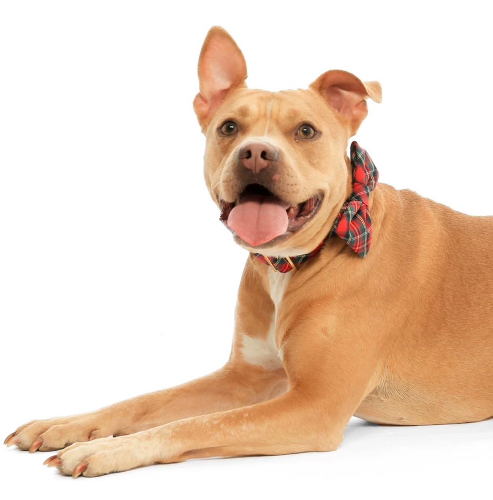 THE FOGGY DOG | Tartan Plaid Bow Tie Accessories THE FOGGY DOG   