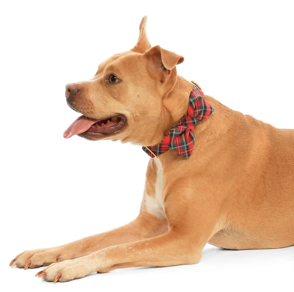 THE FOGGY DOG | Tartan Plaid Bow Tie Accessories THE FOGGY DOG   