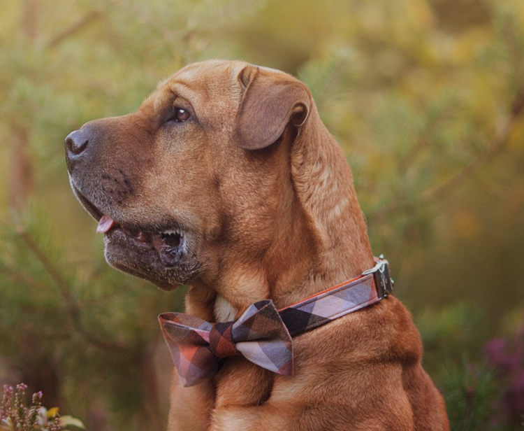 TRAX TIES | The Jack Contemporary Bow Tie and Collar Accessories TRAX TIES   