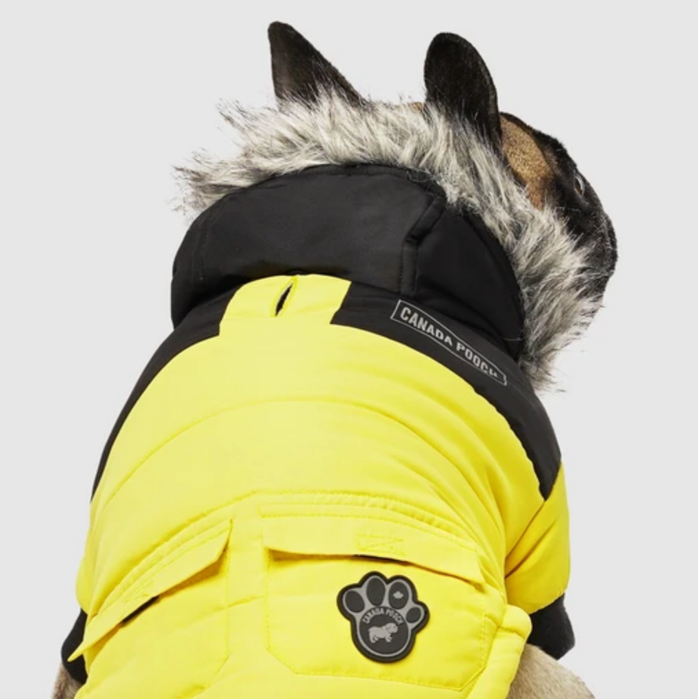 True North Dog Parka in Yellow (FINAL SALE) Wear CANADA POOCH   