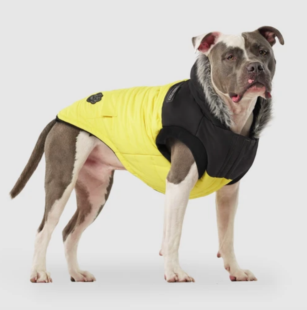 True North Dog Parka in Yellow (FINAL SALE) Wear CANADA POOCH   