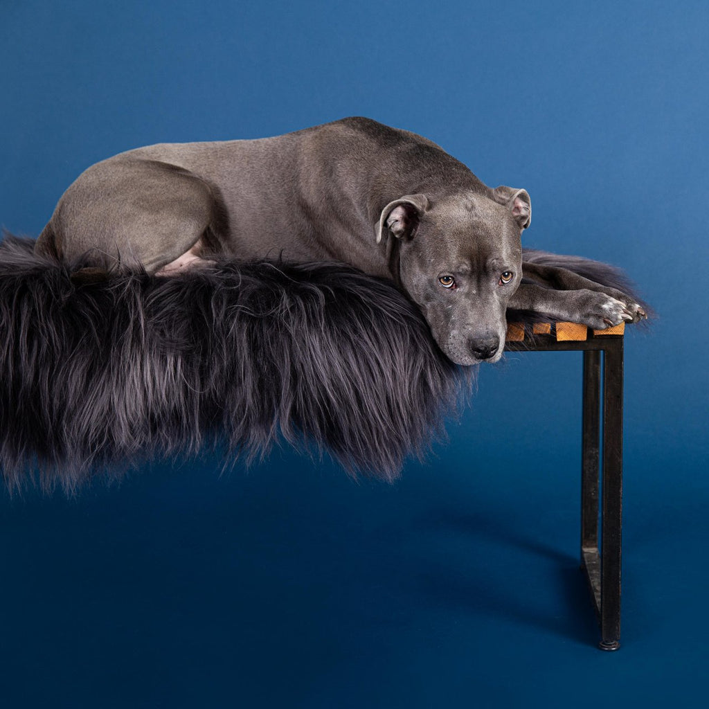 Dropship Elevated Dog Bowls For Medium Large Sized Dogs