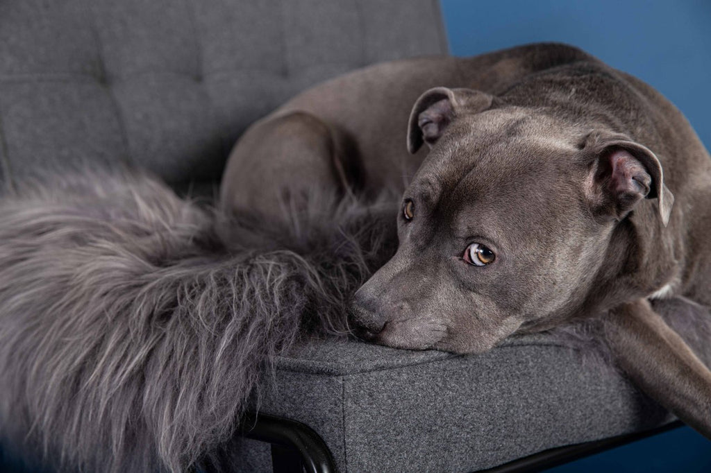 Asher Throw in Light Grey (Custom/Drop-Ship) HOME VELVET HIPPO   