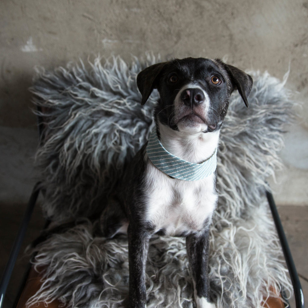 VELVET HIPPO | Kanoa Band in Chambray Stripe Accessories VELVET HIPPO   