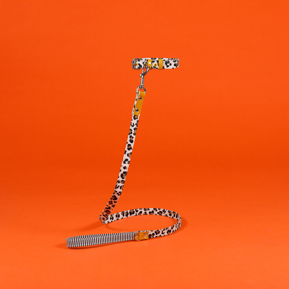 Leopard and Stripe Leash Walk WARE OF THE DOG   
