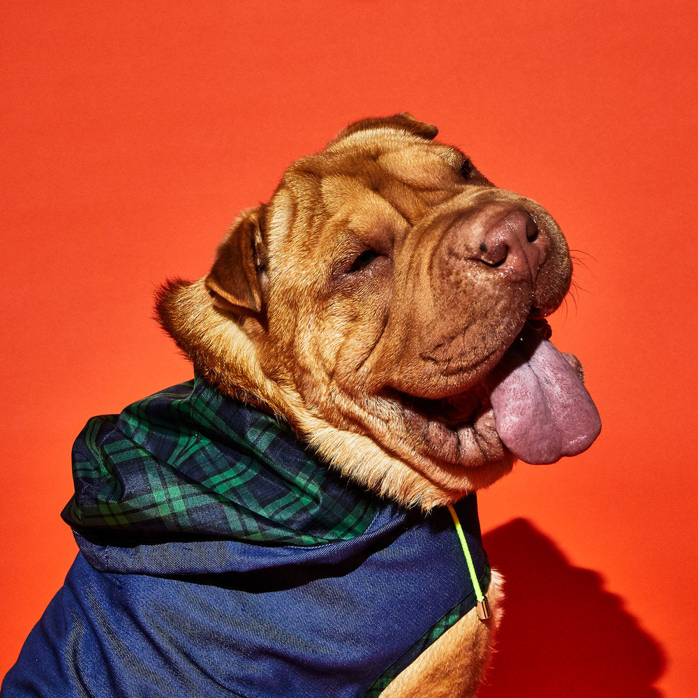 WARE OF THE DOG | Blue Anorak Raincoat with Tartan Trim Apparel WARE OF THE DOG   