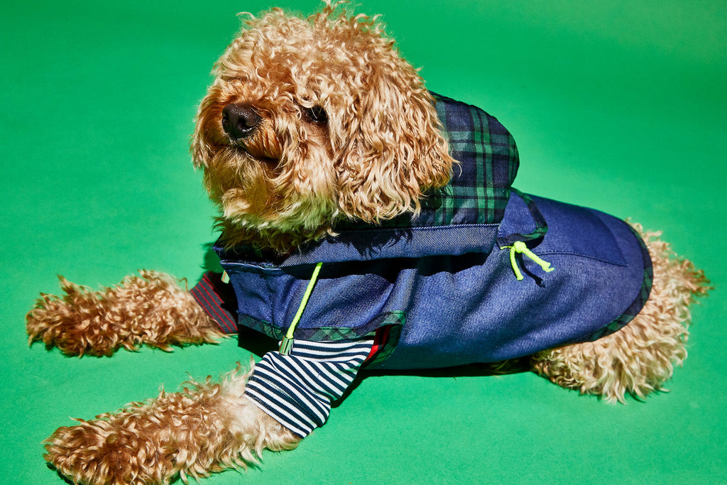 WARE OF THE DOG | Blue Anorak Raincoat with Tartan Trim Apparel WARE OF THE DOG   