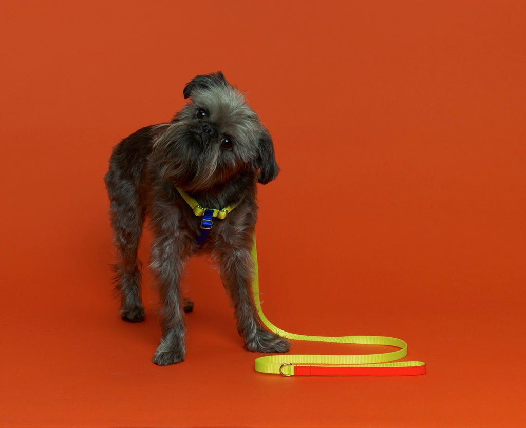 WARE of the DOG | Nylon Leash in Yellow/Orange WALK WARE OF THE DOG   