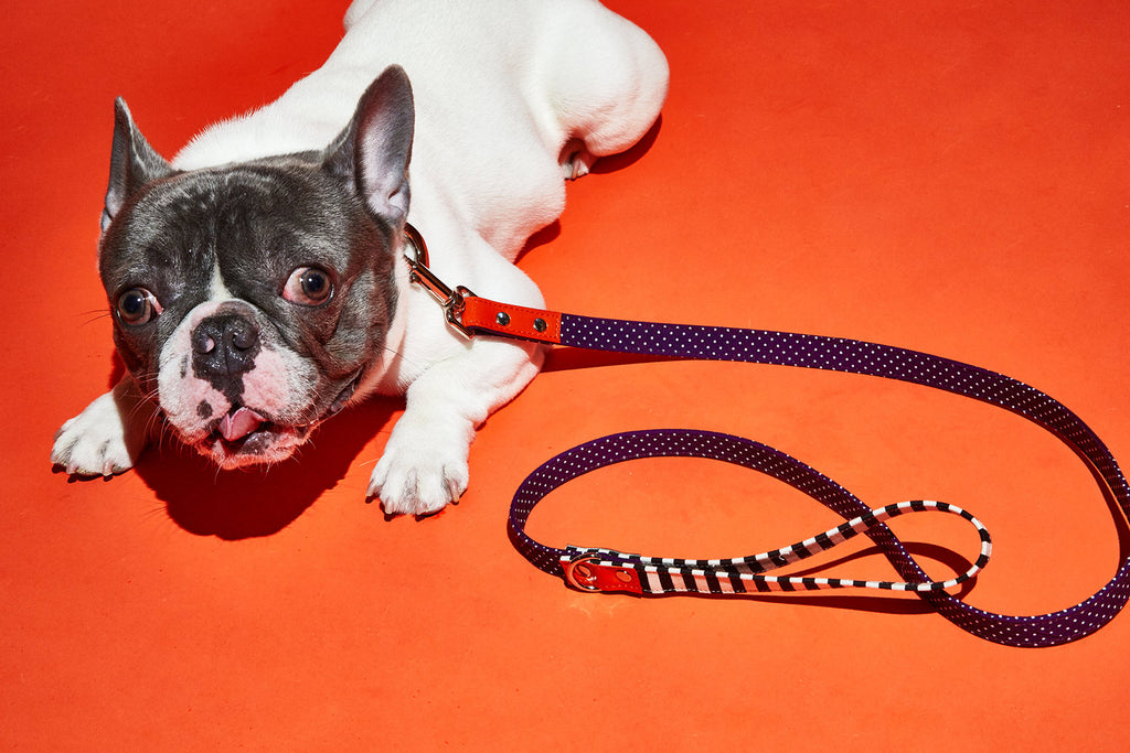 WARE of the DOG | Polka Dot Canvas Collar Collar WARE OF THE DOG   